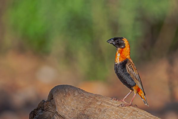 Southern Red Bishop