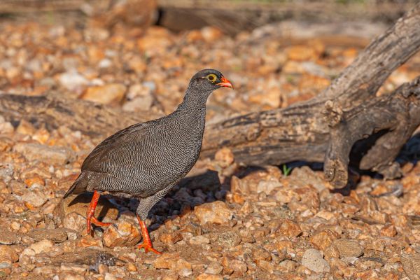 Red-billed Francolin