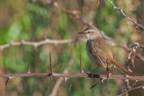 Tinkling Cisticola