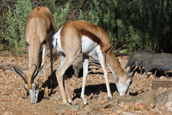 Springbok (and Helmet guineafowl)