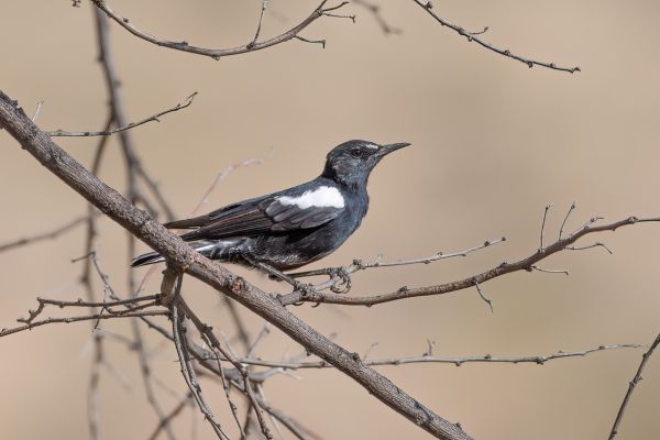 Mountain Wheatear