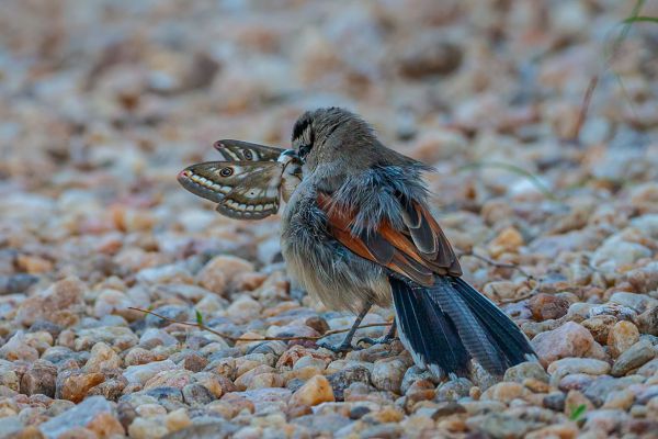 Brown-crowned Tchagra