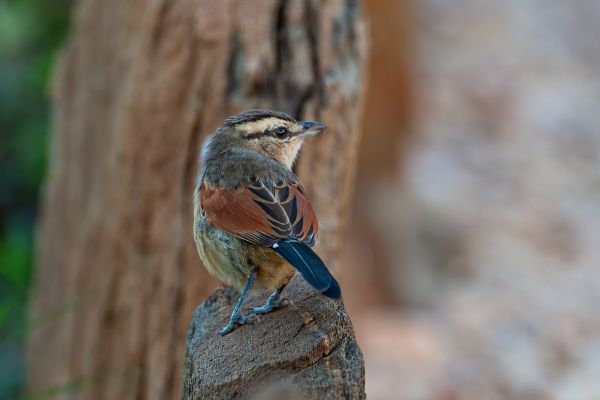 Brown-crowned Tchagra