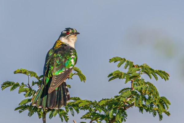 Dideric Cuckoo