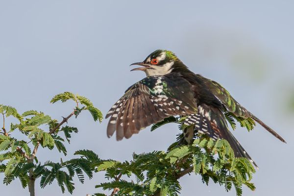 Dideric Cuckoo