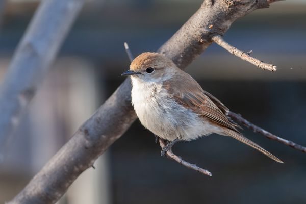 Marico Flycatcher