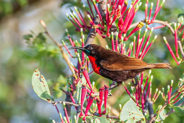 Scarlet-chested Sunbird