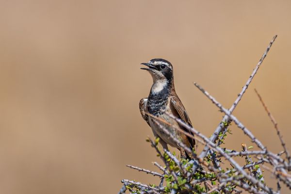 Capped Wheatear