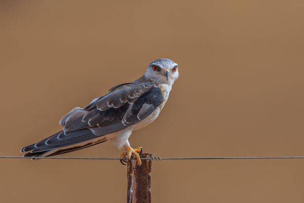 Black-shouldered Kite