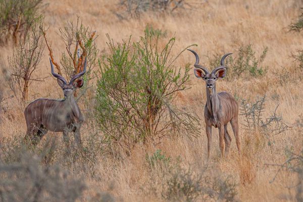 Great Kudu 