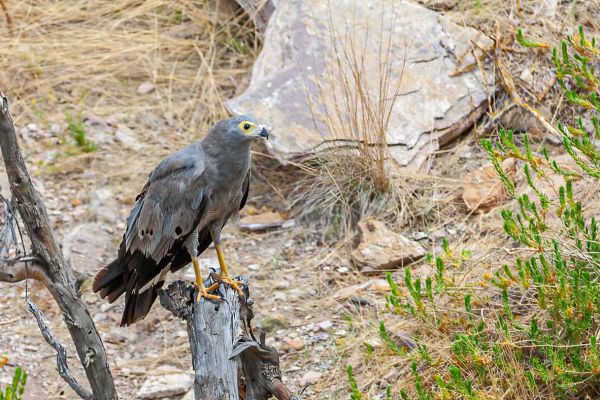 African Harrier-Hawk
