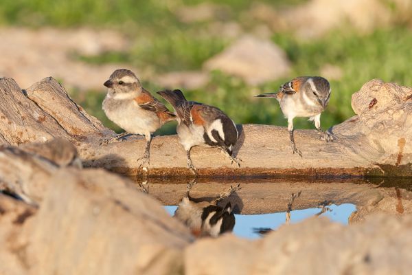 Cape sparrow