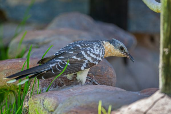 Great Spotted Cuckoo