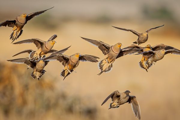 Namaqua Sandgrouse