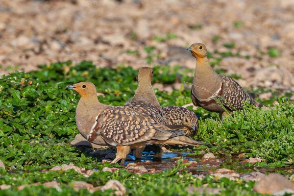 Namaqua Sandgrouse