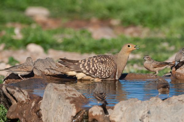 Namaqua Sandgrouse
