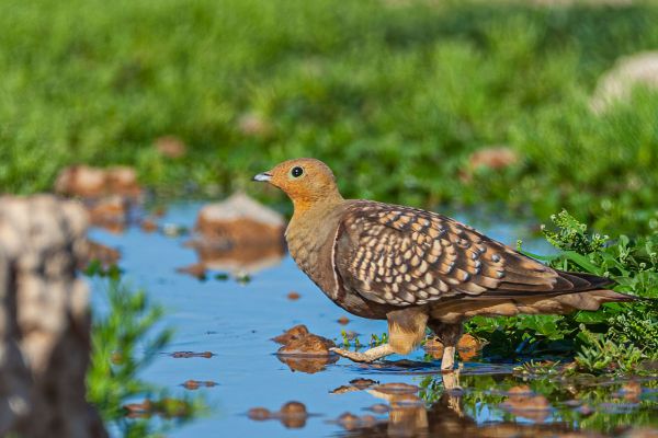 Namaqua Sandgrouse