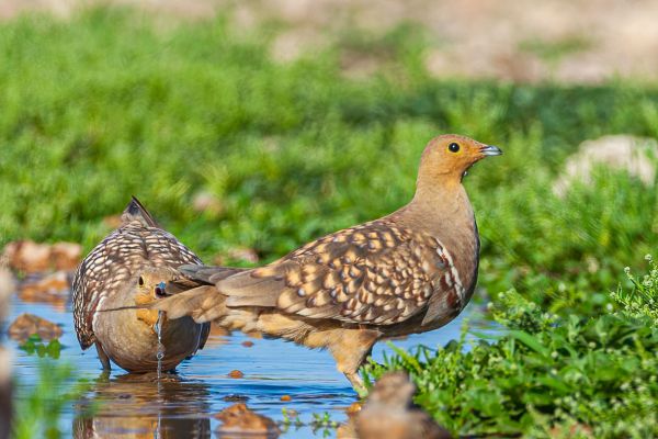 Namaqua Sandgrouse
