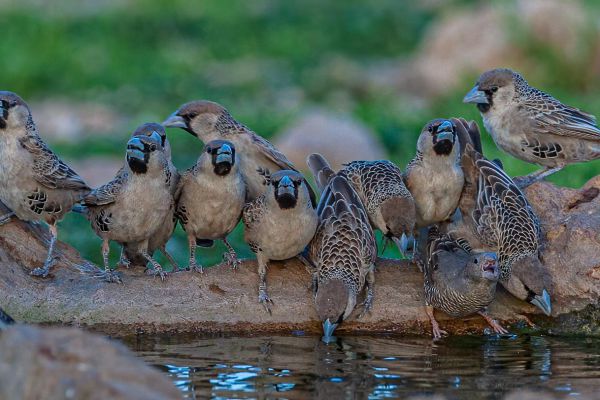 Sociable Weaver