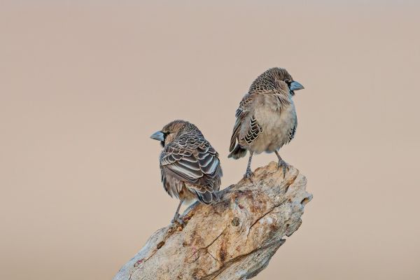 Sociable Weaver