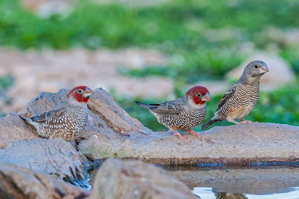 Red-headed Finch