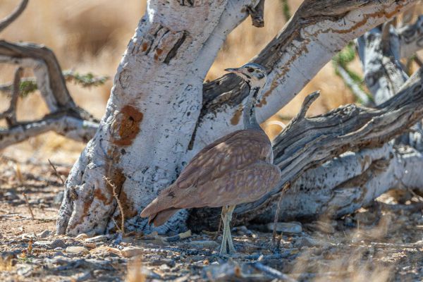 Rueppell's Bustard