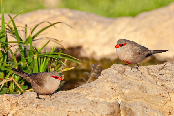 Common Waxbill