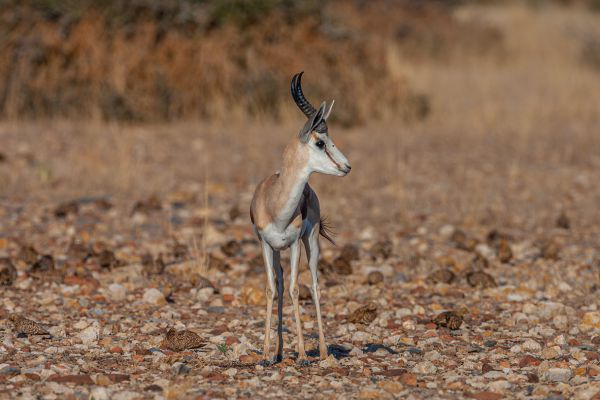 Springbuck (with Namaqua sandgrouse on the ground)