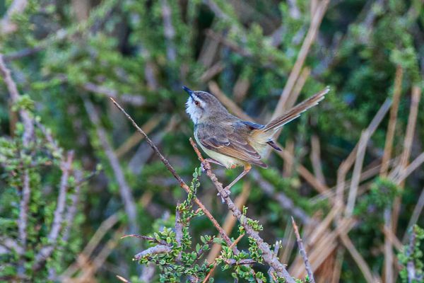 Black-chested Prinia