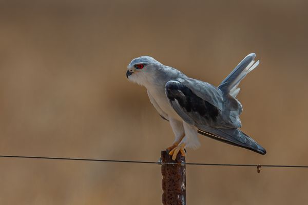 Black-shouldered Kite