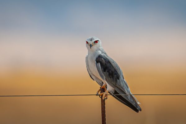 Black-shouldered Kite