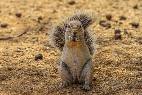 Ground scuirrel