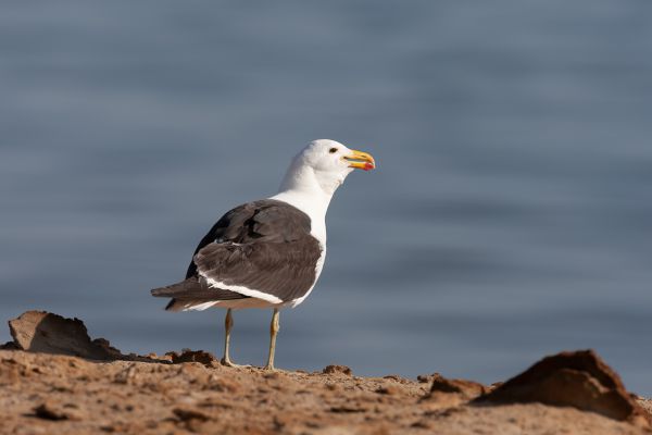 Cape Gull 