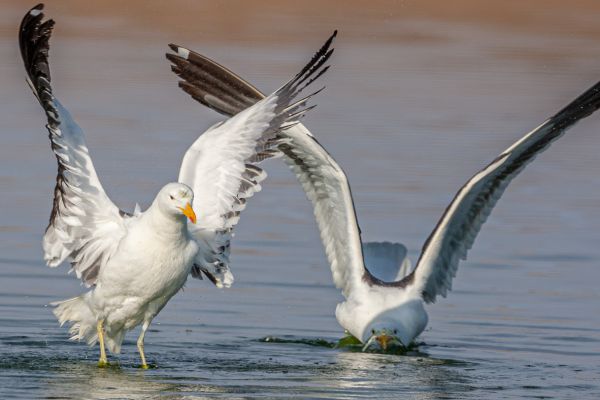 Kelp Gull (Cape)
