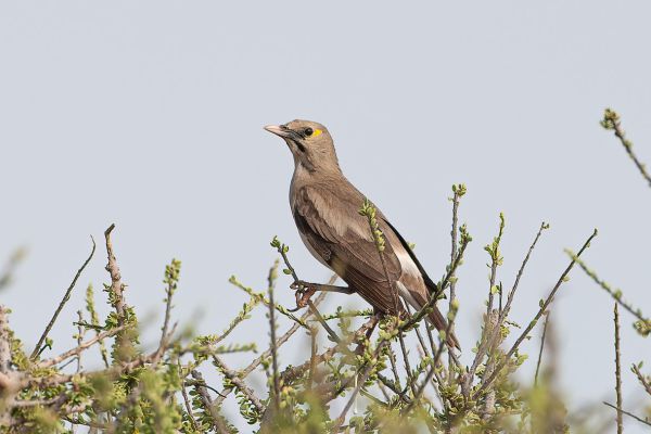 Wattled Starling