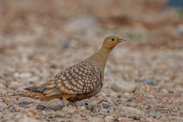 Namaqua Sandgrouse