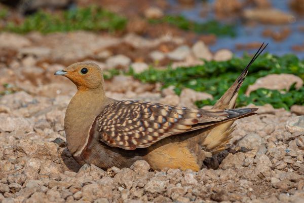 Namaqua Sandgrouse