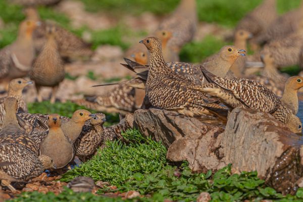 Namaqua Sandgrouse