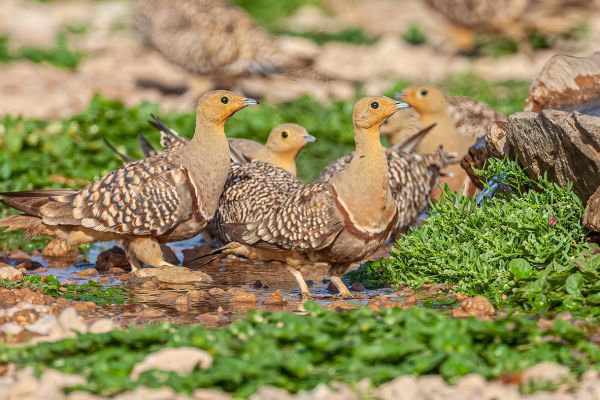 Namaqua Sandgrouse