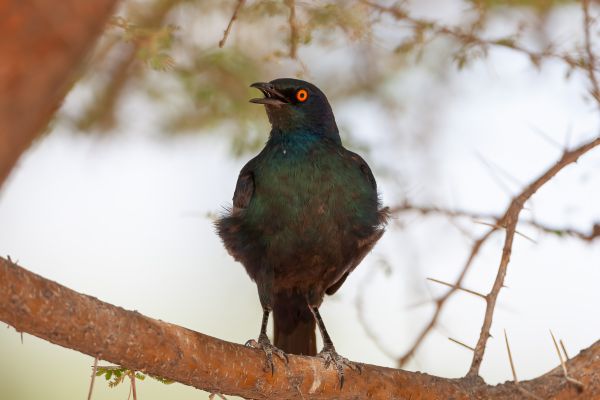 Cape Starling