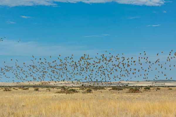 View of thousands of Namaqua sandgrouses