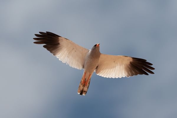 Pale Chanting Goshawk