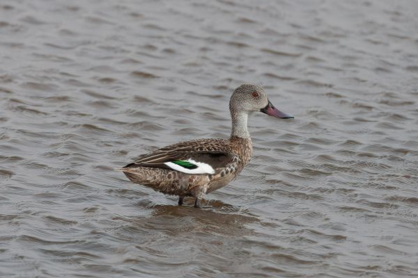 Cape Shoveler