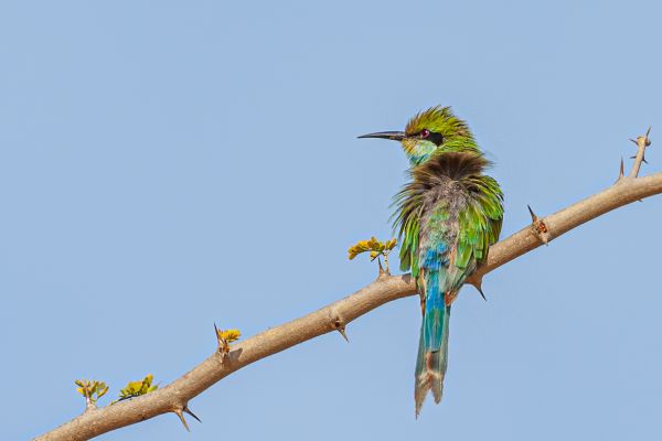 Swallow-tailed Bee-eater