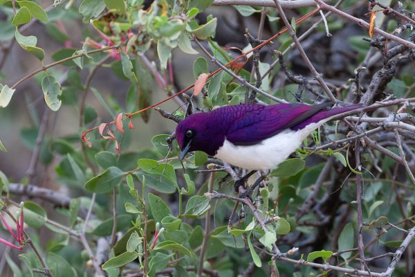 Violet-backed Starling