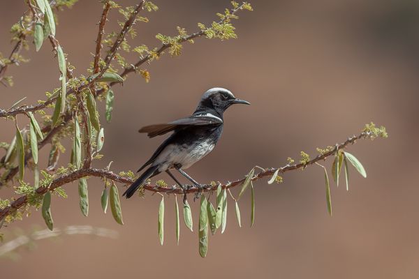Mountain Wheatear