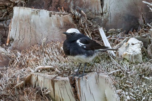Mountain Wheatear