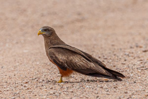 Yellow-billed Kite