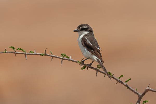Common Fiscal