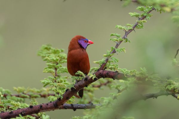 Violet-eared Waxbill